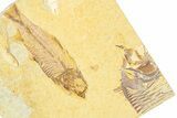 Detailed Fossil Fish (Knightia) - Wyoming #379528-1
